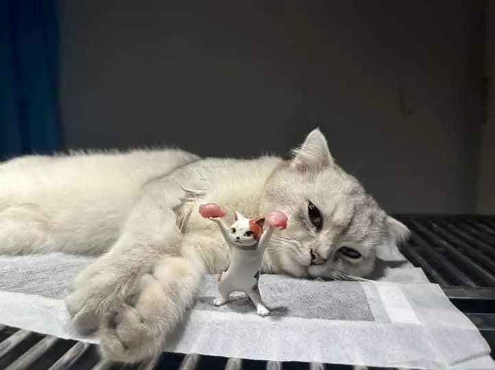 Triệt sản (Chó/Mèo cái)