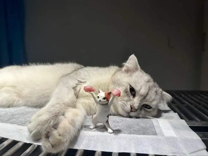 Triệt sản (Chó/Mèo cái)